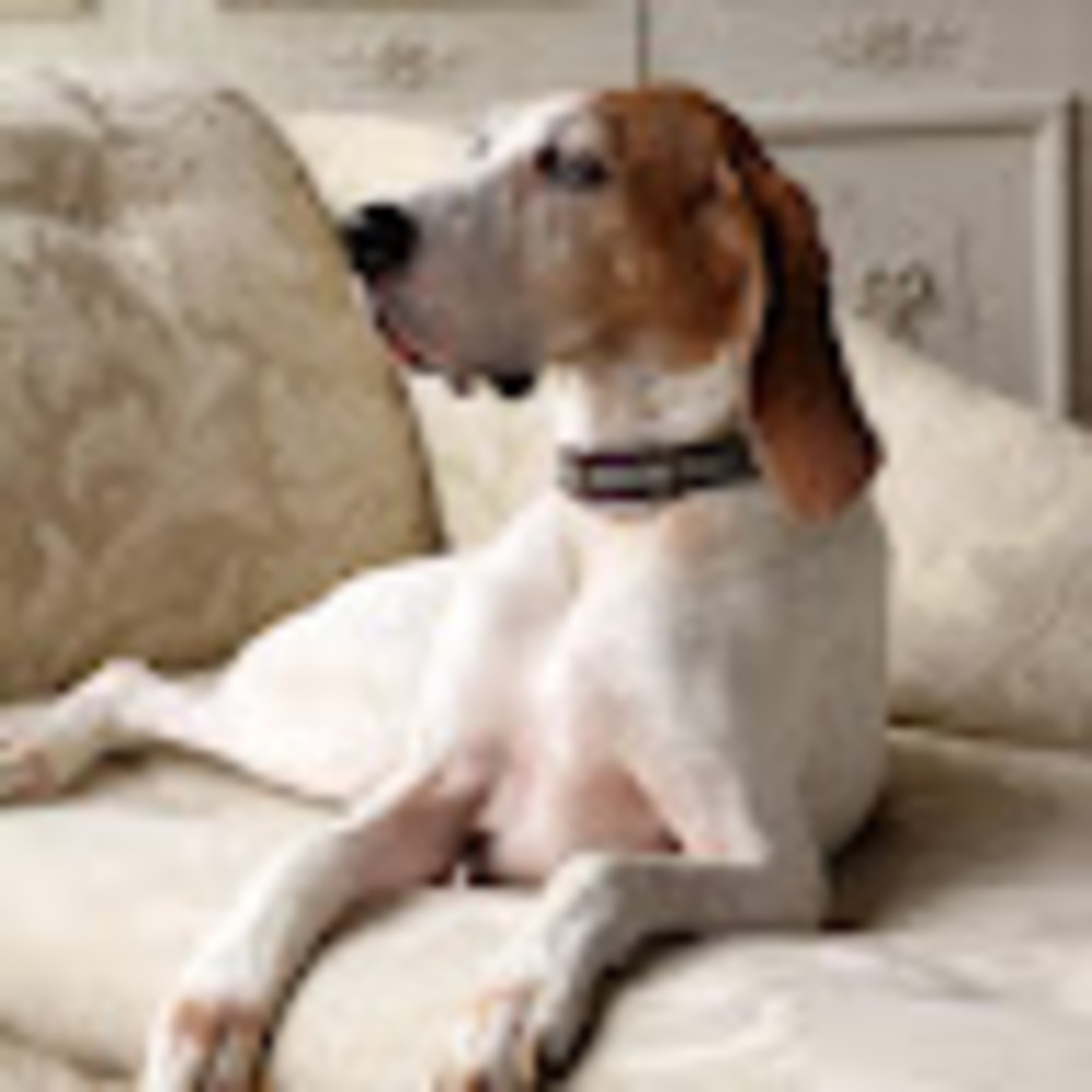 Meet your Posher, Bonny